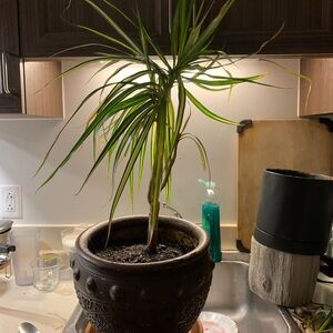 Dracaena Plant in Brown Pot